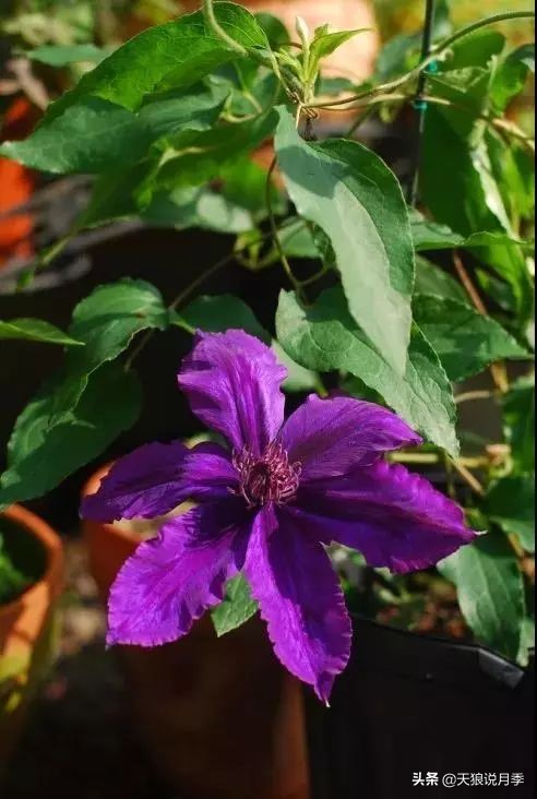 天气回暖，春雨滋润，致命的铁线莲病虫害也来了！