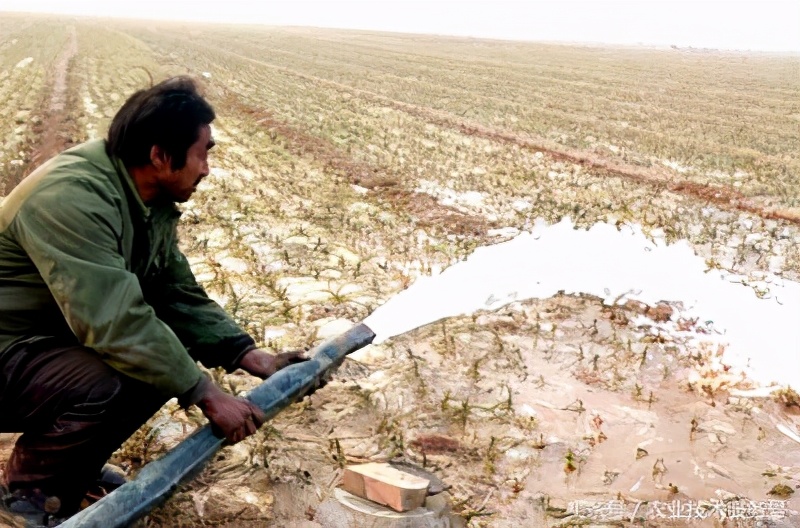 大蒜种植时间和方法和蒜蛆的防控,大蒜种植时间和方法作文