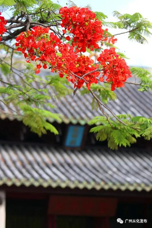凤凰花从化,从化江浦凤凰花