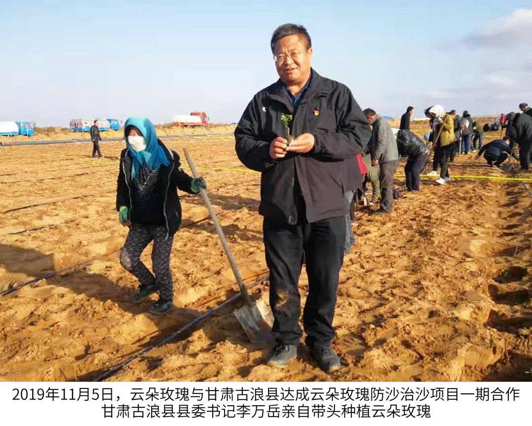 云朵玫瑰臻选,云朵玫瑰品牌有哪些