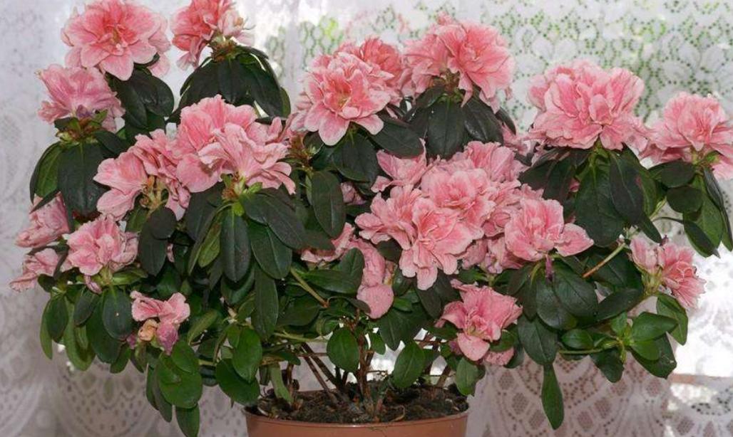 杜鹃花老是败,杜鹃花很容易枯萎