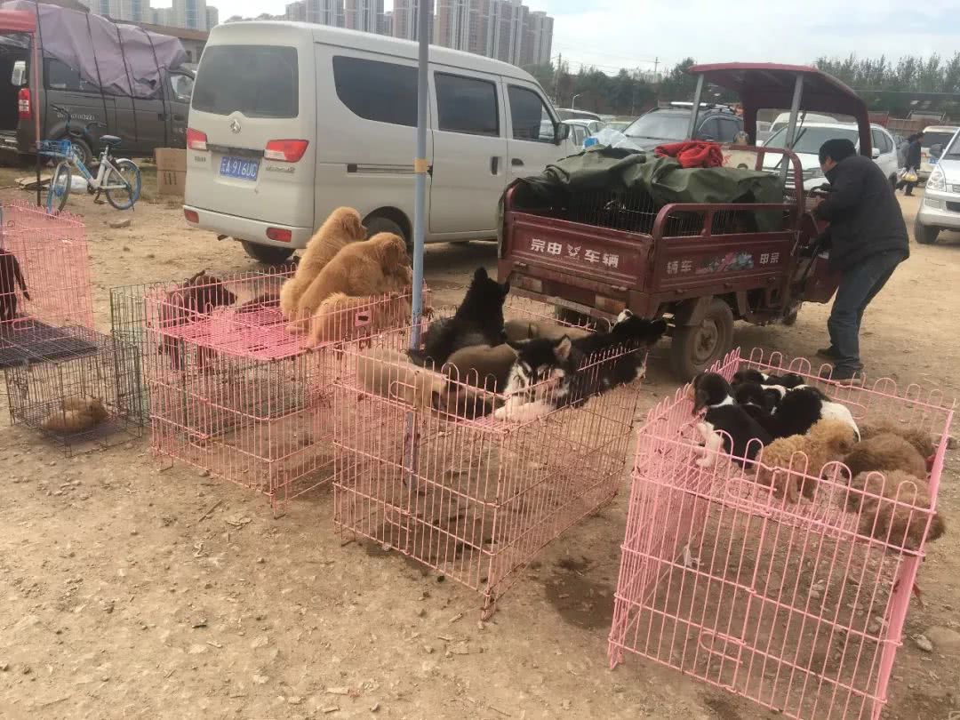在宠物市场卖狗如何赚钱,狗市卖狗赚钱吗