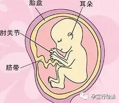 孕期记录第38天,孕期日记第17周