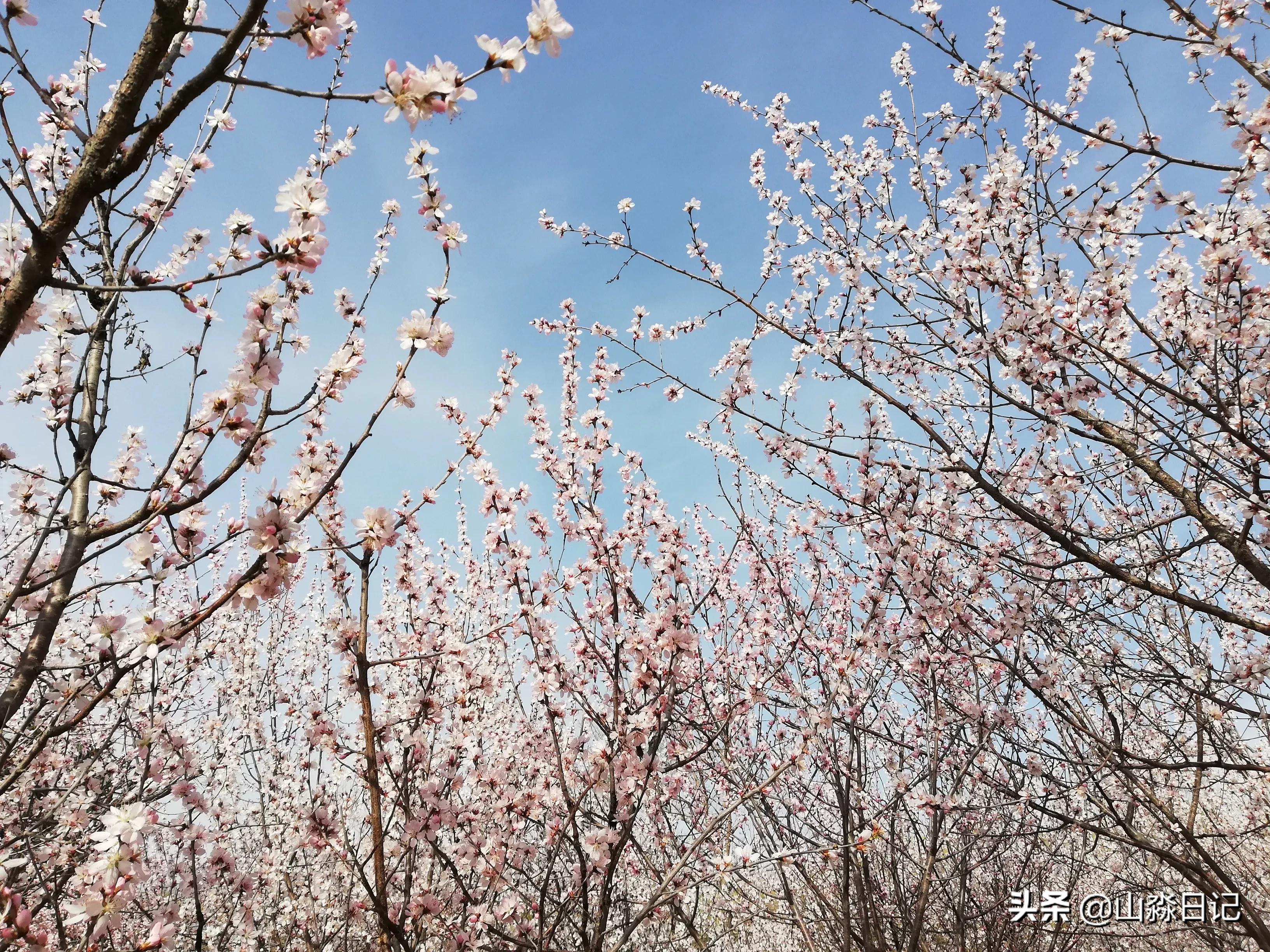 桃花，柳树，父子
