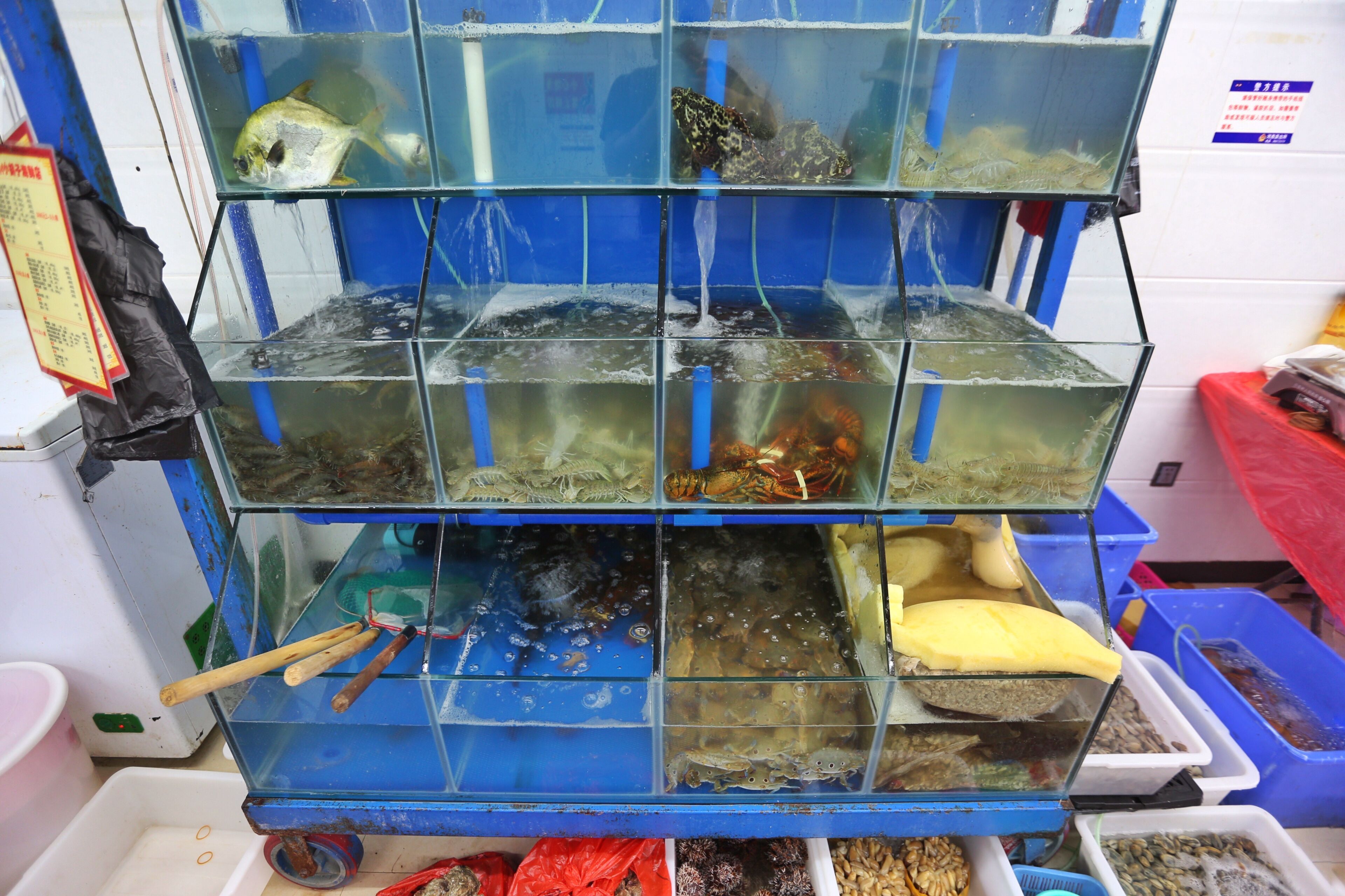 海鲜市场猫腻多购买海鲜需谨慎,买海鲜应该这样买才不会上当