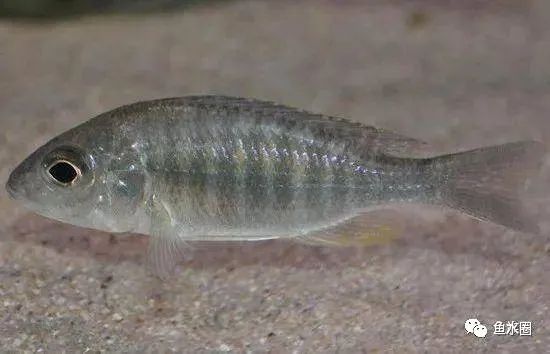 三湖慈鲷马鲷孔雀珍珠系能长多大,三湖慈鲷之孔雀