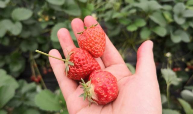 长沙附近摘草莓的地方在哪里,长沙开福区周边摘草莓的地方