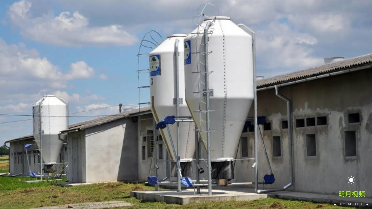 小规模如何科学养猪,规模化养猪场养猪技能技术有哪些