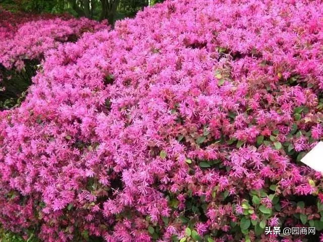 小色块苗的种植前景,色块杯苗什么品种用量大