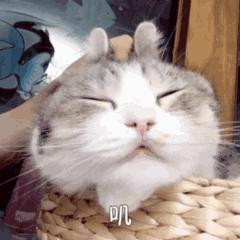 关于EGC身为铲屎官的你知多少？各种皮肤病都可能是EGC！