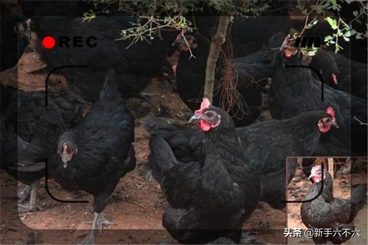 适合农村创业的十大养殖项目,适合农村创业的十大养殖创业项目