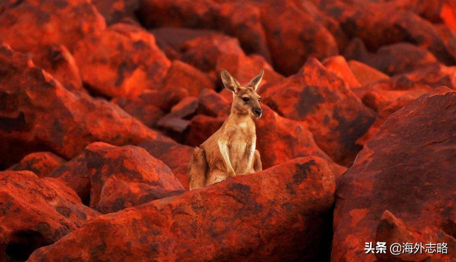 婢冲ぇ鍒╀簹瀵瑰崕鍑哄彛鎹熷け,婢冲ぇ鍒╀簹娆㈡榧撹垶