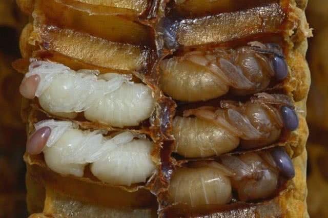 出生即炼狱：压力大吃，缺少食物吃，仓鼠总有理由吃自己的孩子