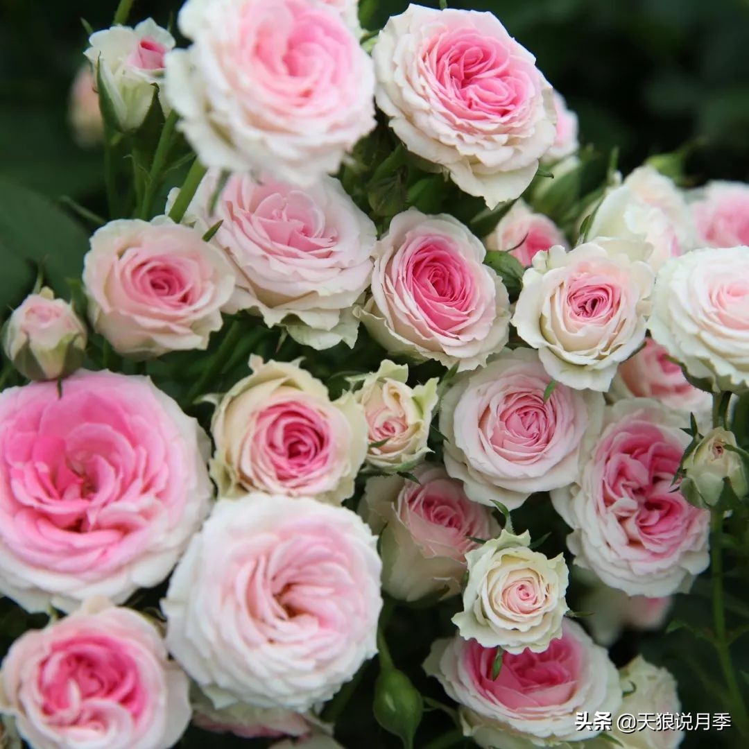 4月最浪漫的一次花开，是171个低价月季小苗带来的巅峰时刻！