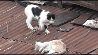 明明是已经绝育的公猫,明明绝育了猫咪为什么还叫