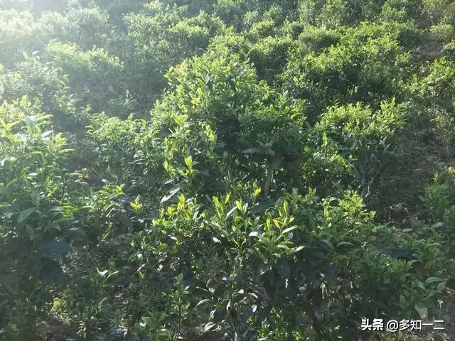 古六大茶山茶叶的特点,古六大茶山及茶的特点