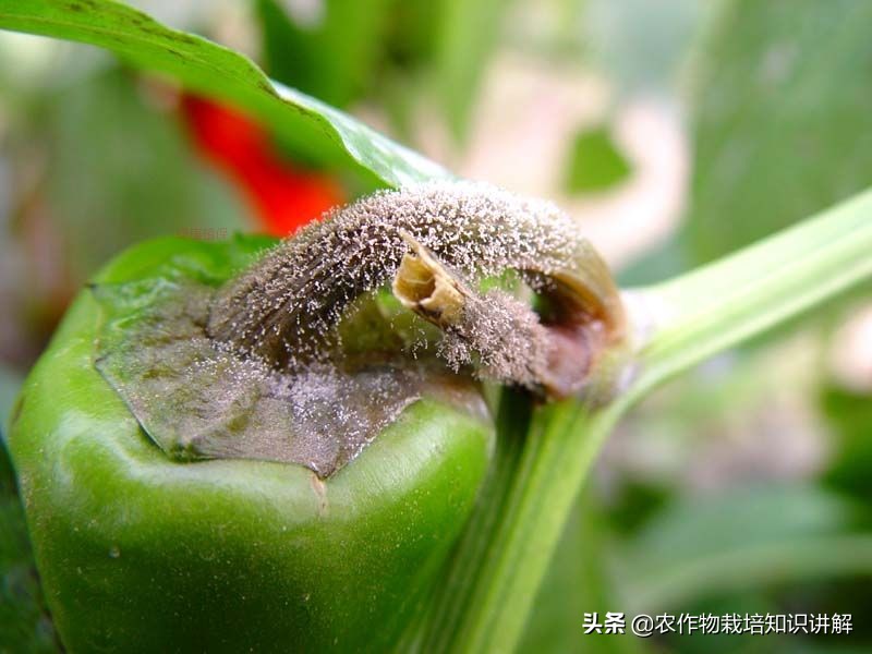 辣椒疫病治不住,辣椒病害难防