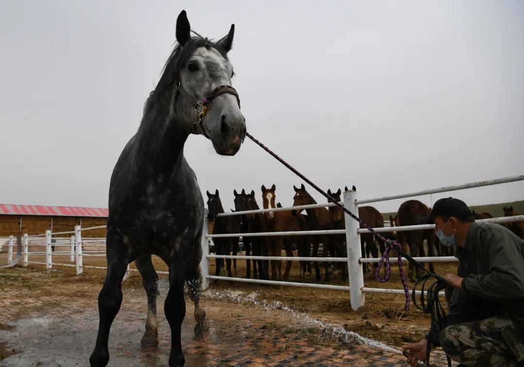 汉武帝平定氐羌,汉武帝赐名蓬莱