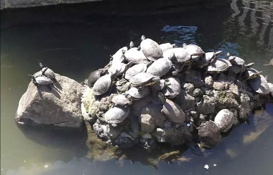 买不到冰淇淋下一句,买不到便宜冰淇淋