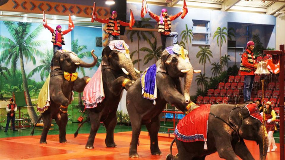 五年级下册与象共舞的作者是谁,与象共舞语文五年级下册老版