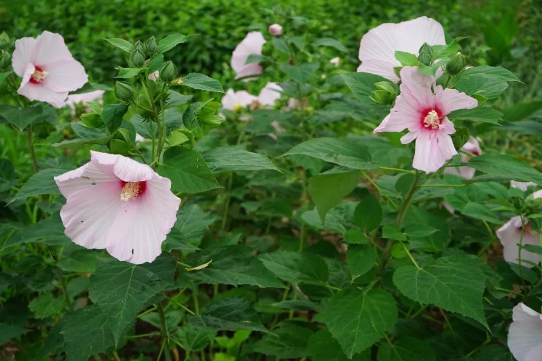 冬天常见中药植物图片及功效,花期长的草本植物图片