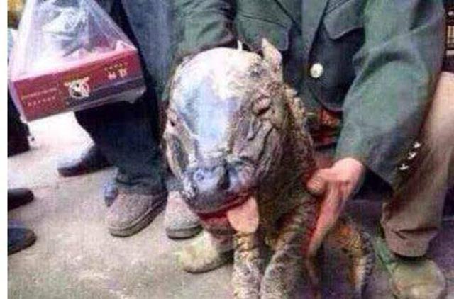 牛生麒麟猪生大象是什么征兆,牛下麒麟猪下象什么意思