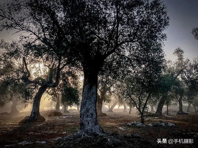 ippa摄影大赛年度总冠军,ippa摄影大赛2014