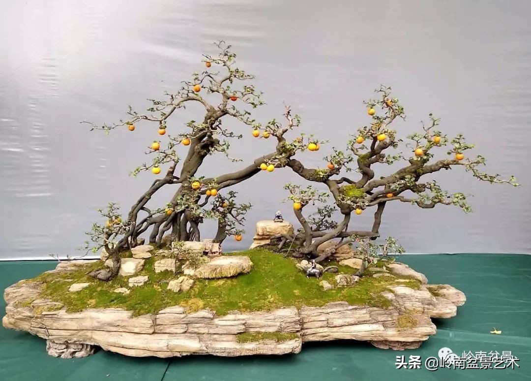 室内十大盆景名贵树种排名,十大盆景名贵树种排名火棘