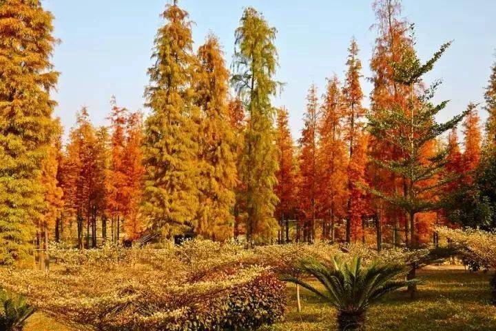森波拉温泉度假村两天一夜游,倒数跨年狂欢夜