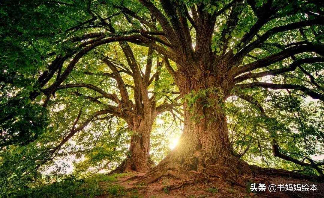 植树节绘本故事树真好完整版,关于植树节的绘本故事树真好