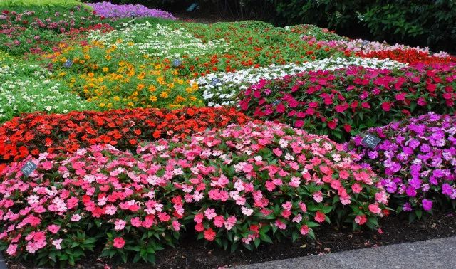 干货分享种植小技巧,混合花境设计与种植建议