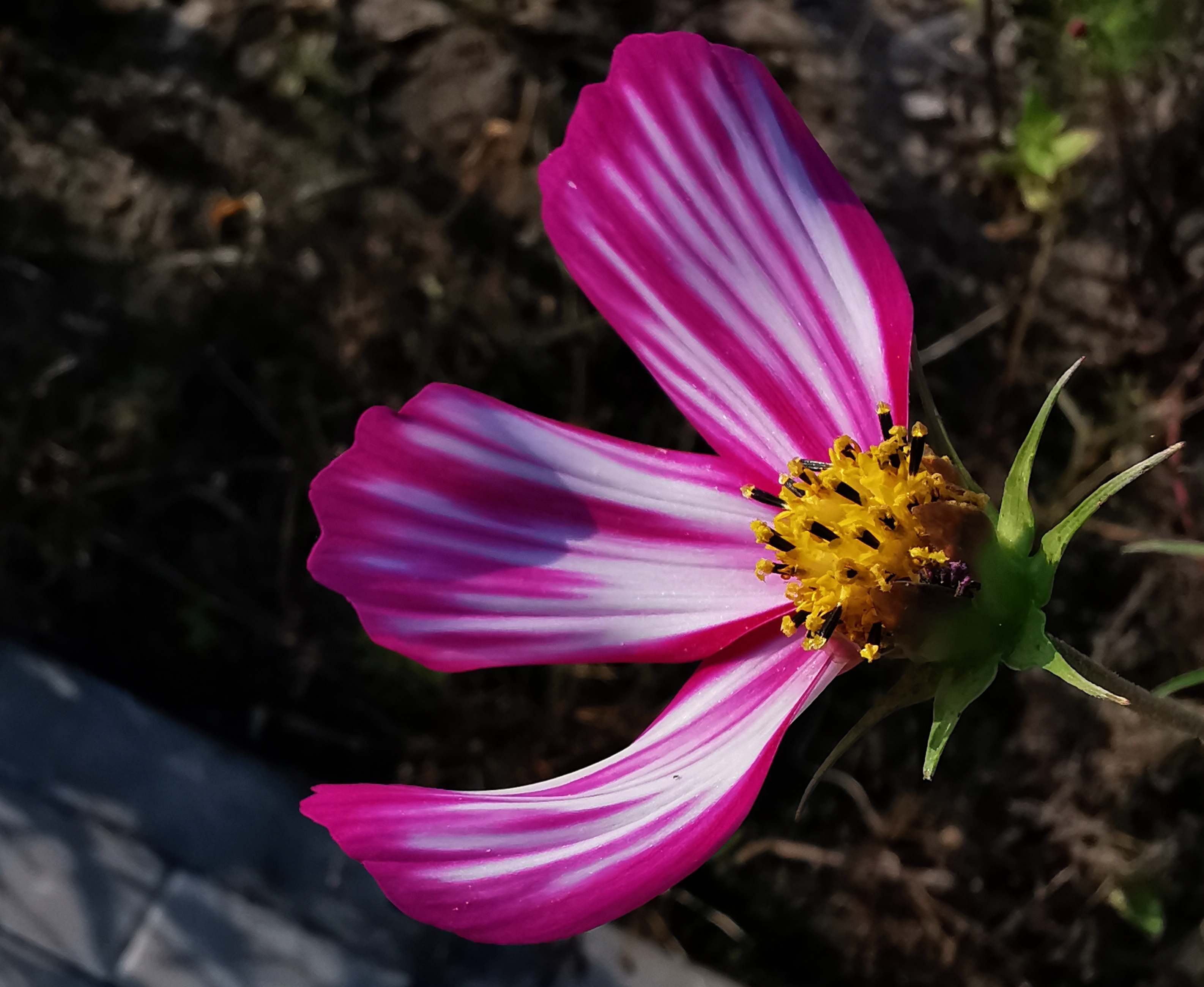 长虹公园小花美（手机拍）