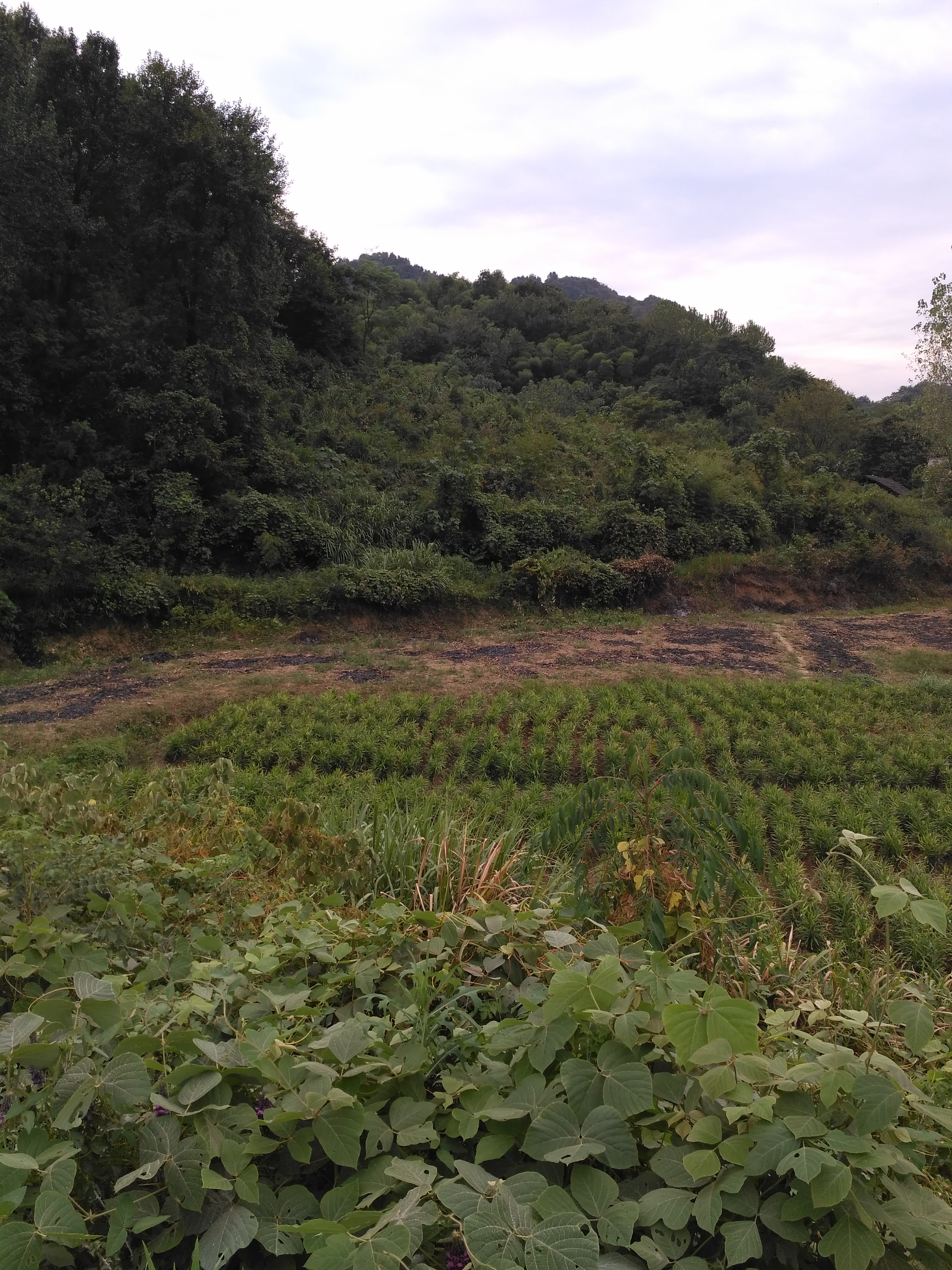 铜陵市义安区天门镇龙云村,安徽铜陵龙云村