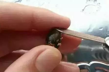 2元的盘珠手串,莲子手串怎么盘