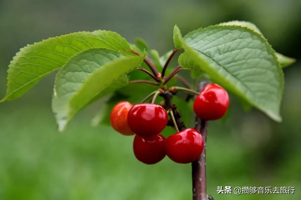 汶川三宝特色水果产业,汶川三宝果园