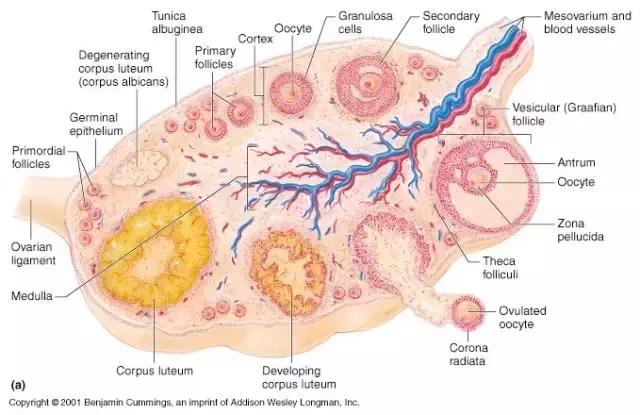 大姨妈护理手册,大姨妈全知识