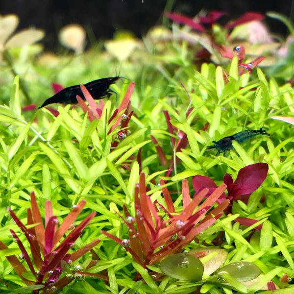 养米虾的流程和方法,养米虾用什么过滤