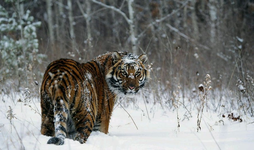 我国现存的老虎种类一览表,中国最古老的老虎是什么品种