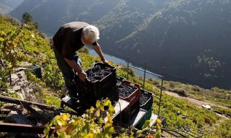红葡萄酒是怎么发酵的,红葡萄酒的酿造过程