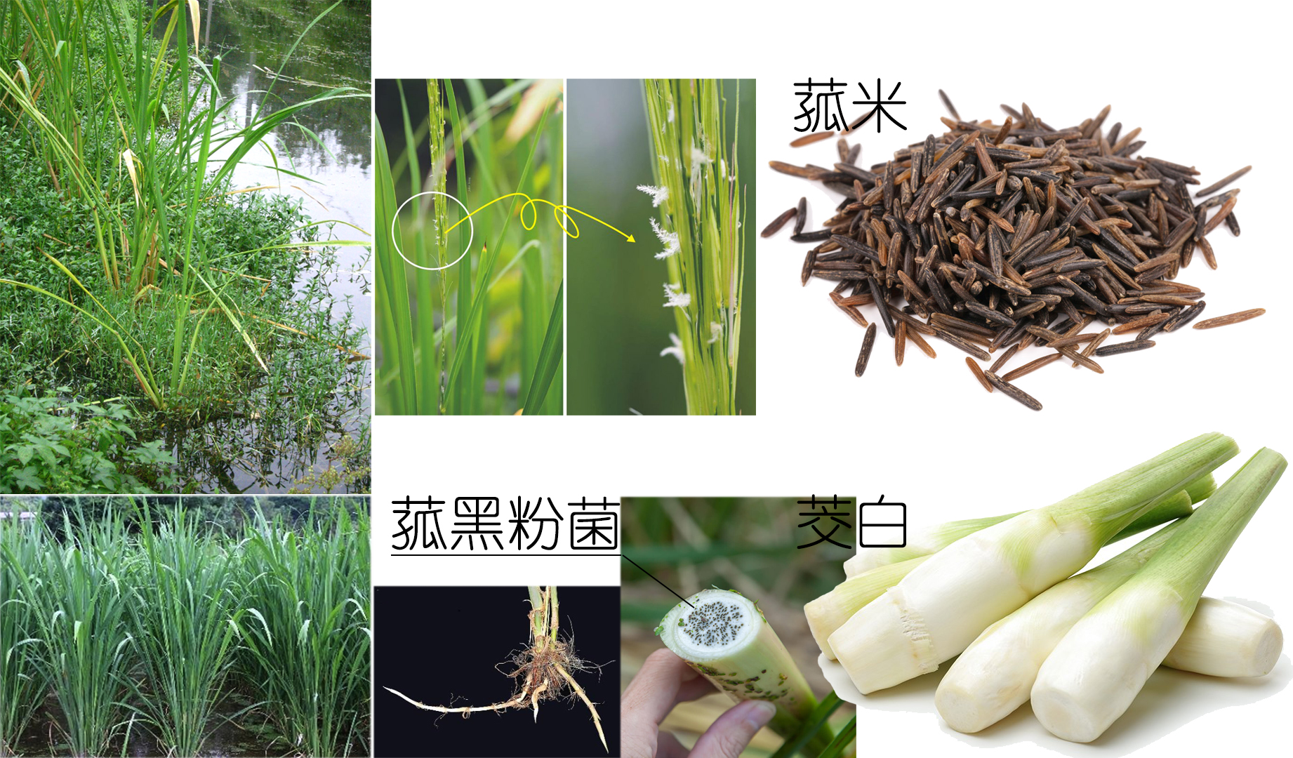 探索荸荠︱以及西关“泮塘五秀”是什么、何为江南“水八仙”?