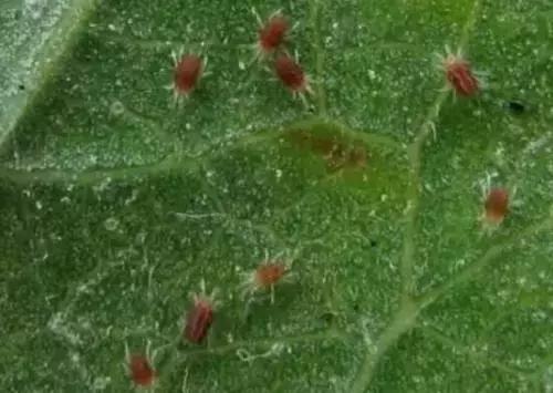 农业趣味冷知识,冷知识洗衣粉