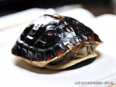 能在北方自然过冬的乌龟,乌龟过冬最好的办法