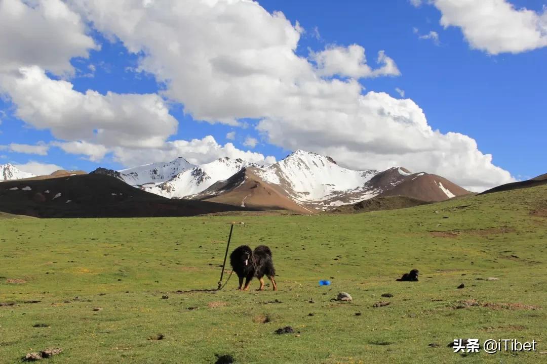 中国第一部羌塘无人区纪录片,史上第一部拍摄羌塘无人区纪录片