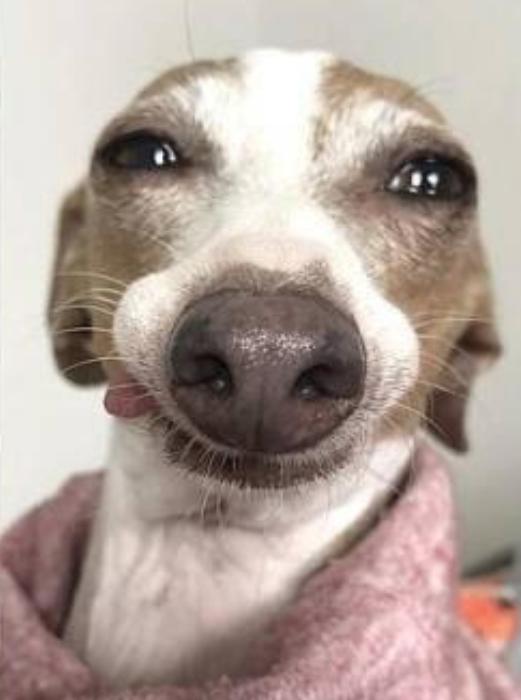 生活在宠物天堂的动物,在天堂的猫狗