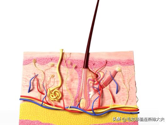 毛囊脱发怎么治疗最有效,治疗脱发有什么办法吗