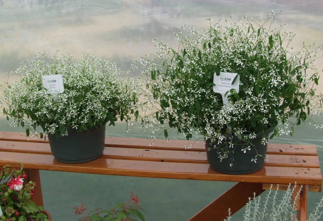 如何种满天星使它开花,满天星种子种植开花全过程