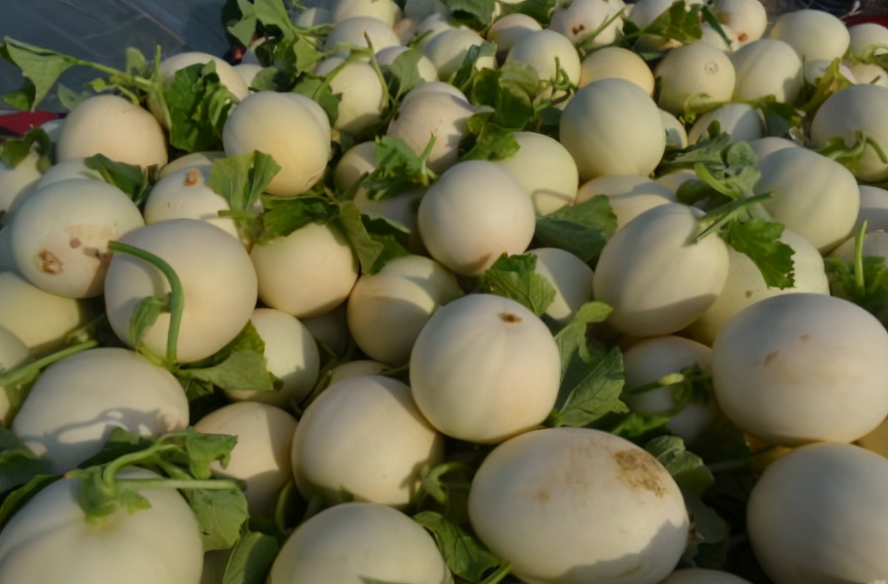 如何挑甜瓜与脆瓜,甜瓜地里怎样挑选熟瓜