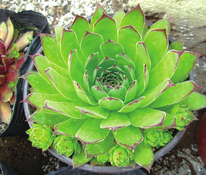 观音莲的繁殖管理,观音莲叶片扦插繁殖技术视频