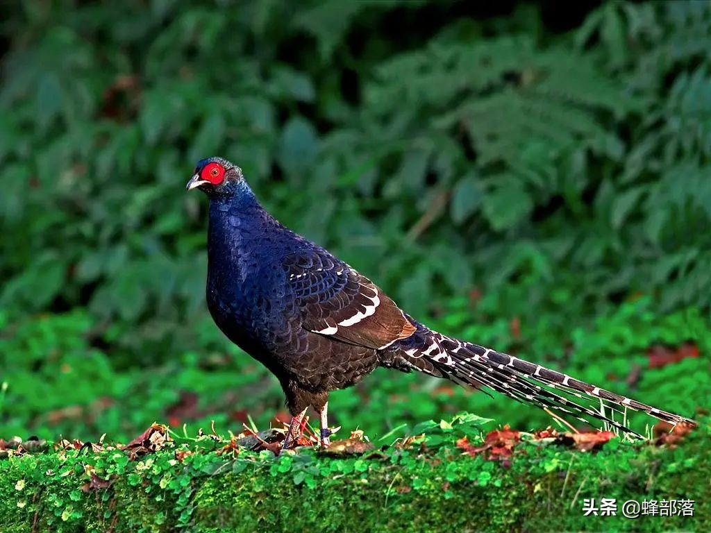 野鸡泛滥成灾的原因有哪些,野鸡为什么很少见