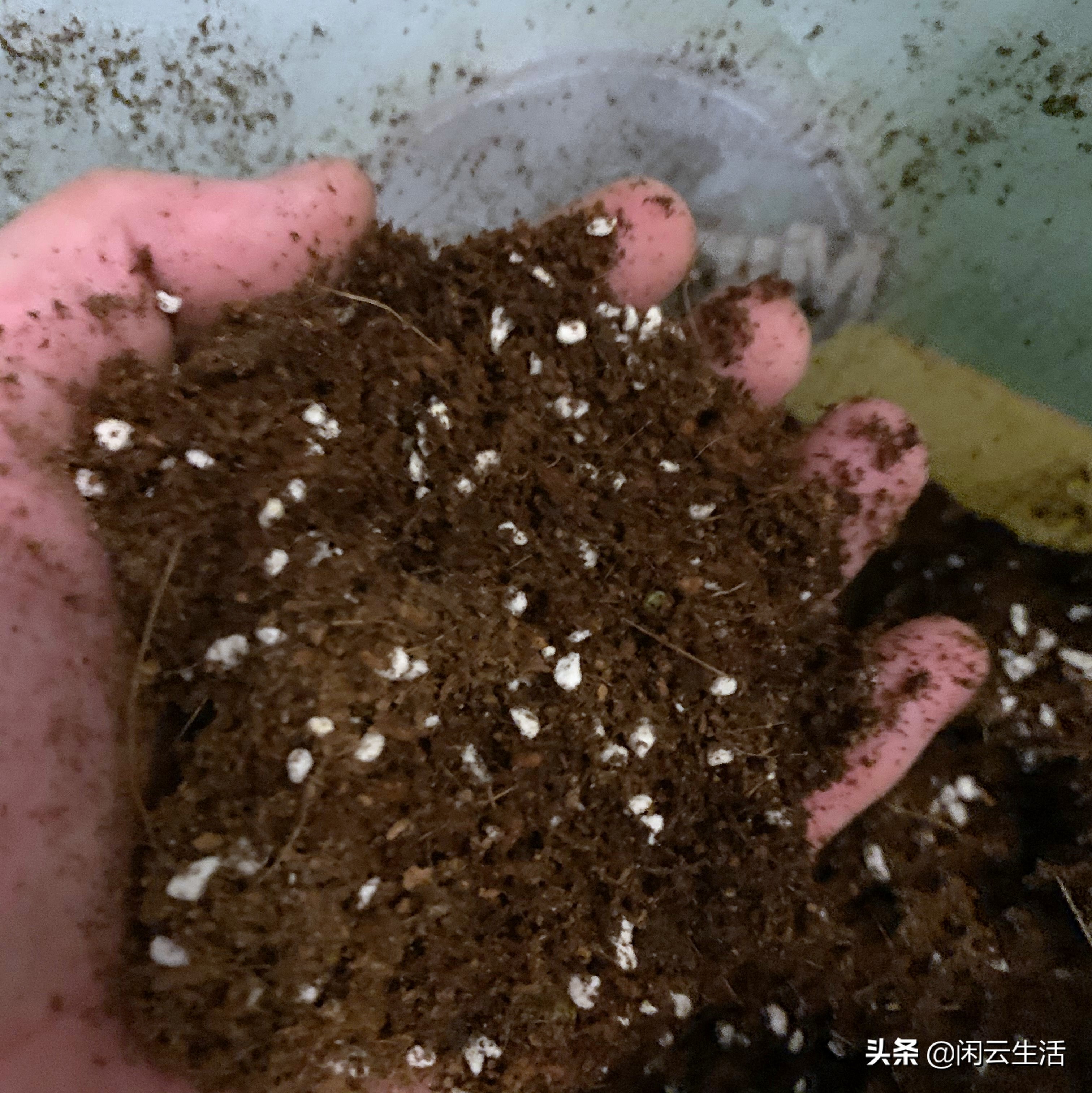 还在买几块钱包邮的营养土吗?快停止吧!——室内植物配土说明